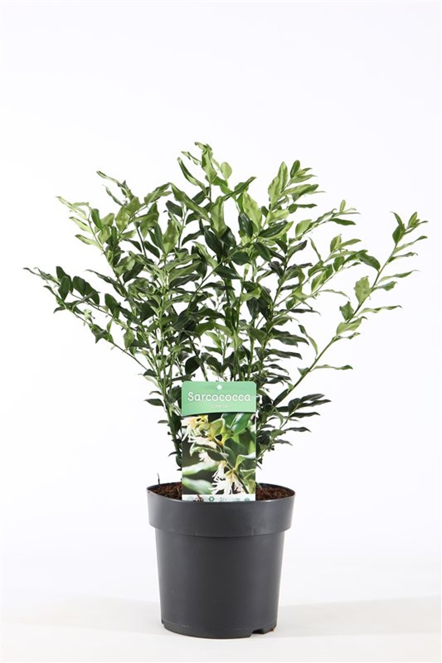 Sarcococca confusa - C4
